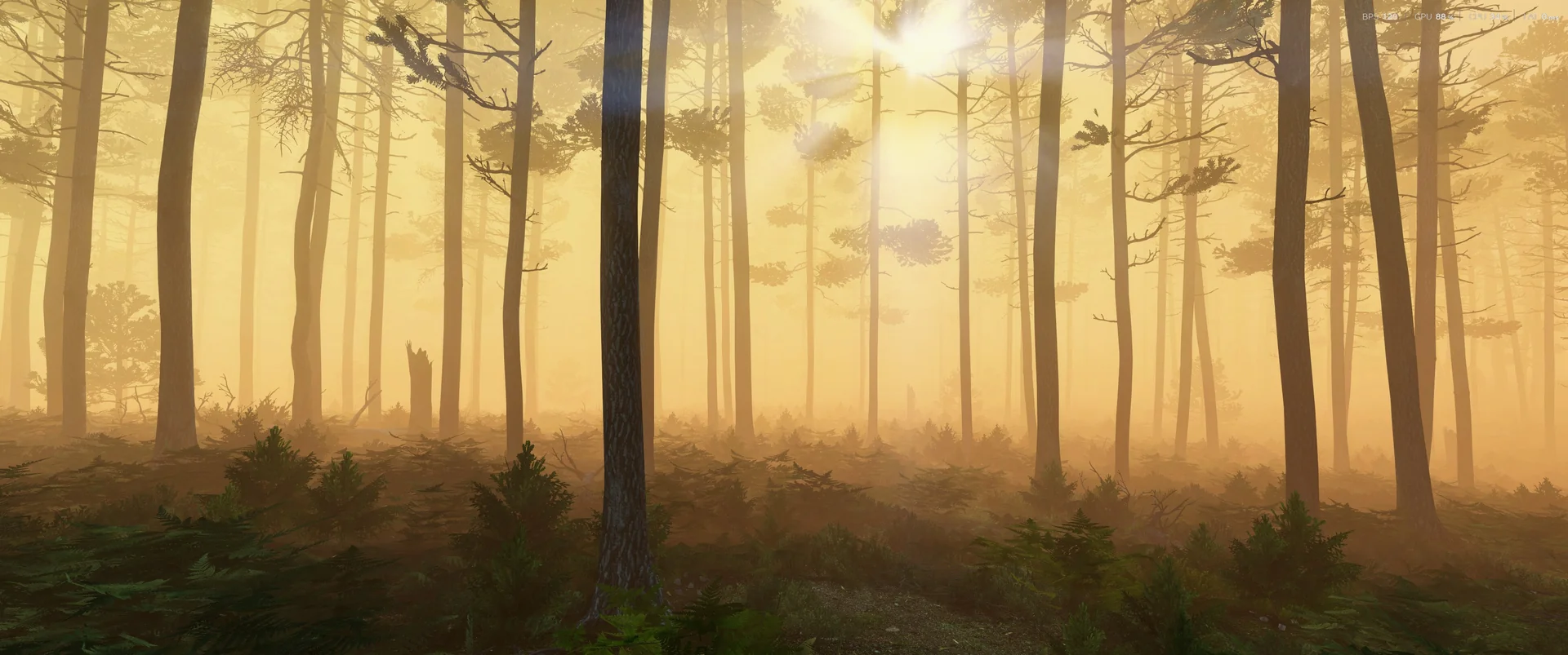 Pine forest bathed in golden sunrise light